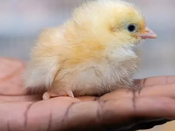 Chickens — Ghana