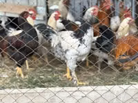 Chickens — photo 1