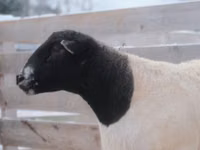 Ovan, Dorper sheep — fotografija 3