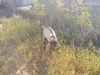 Billy Goat, Alpine goat — photo 2