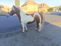 Merrie, Paarden — foto 2