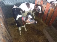 सांड, Simmental cattle — फ़ोटो 3