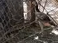 Chickens — photo 4