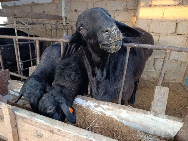 Sheep (batch, sex not specified), Blackheaded Persian sheep