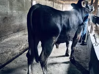 Bull, Swiss cattle — photo 2
