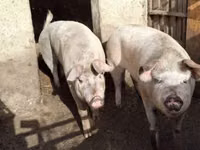 Sow — photo 3