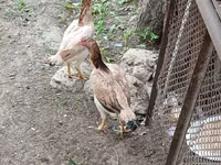 Chickens — تصویر 1