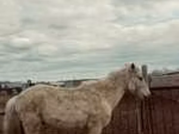 Mare, Horse breed — Kazakhstan