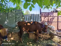 Bull, Cattle — photo 2