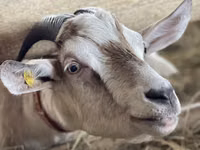 Capra, Nubian Goat — foto 4