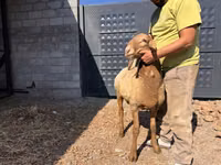 Koç, Arashan sheep — foto 4