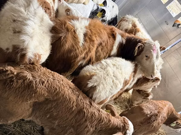گاو نر, Simmental cattle