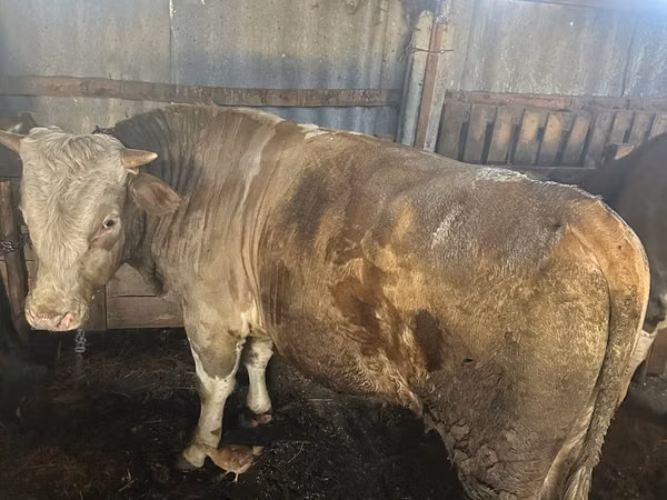 Bull, Simmental cattle — Moldova