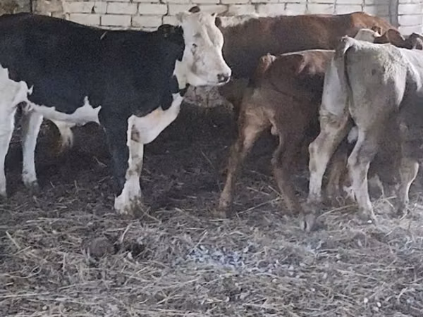 Bull, Simmental cattle — Kazakhstan