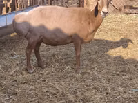 雌羊, Baerchuke sheep — 写真 4