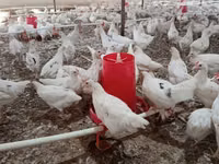لوهمان براون — الصورة 3