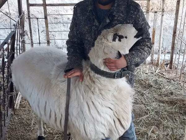 Ram, Sheep — Uzbekistan