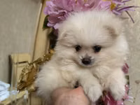 Pomeranian Spitz bala – ağ krem rəngli, super yumuşaq və sıx ikiqat — 写真 3