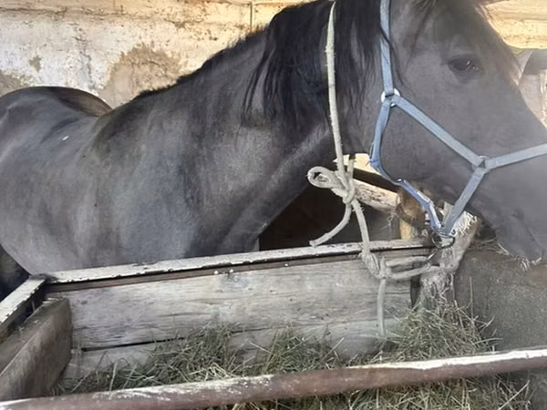 Horse (M), Horses — Kyrgyzstan