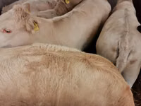 Rinder (Partie, Geschlecht nicht angegeben), Charolais cattle — Foto 6
