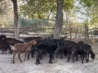 Sheep (batch, sex not specified), Hissar sheep — photo 3