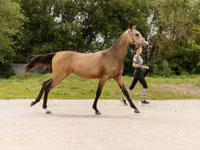 مادیان, Akhal-Teke — عکس 5