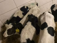 ወንድ በሬ, Russian Black pied cattle — ፎቶ 2