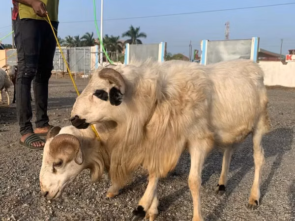 绵羊（批次，未指定性别）, Sheep