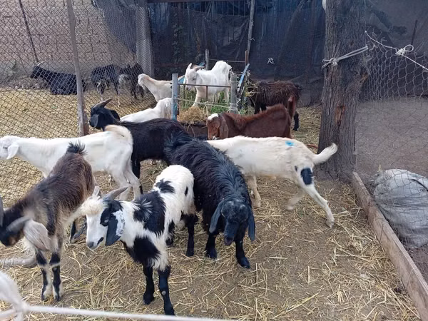 Kozel, Pomellata goat