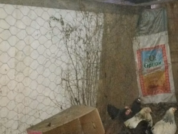 Chickens — Kyrgyzstan