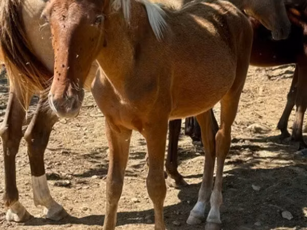 Horse (M), Rocky Mountain Horse