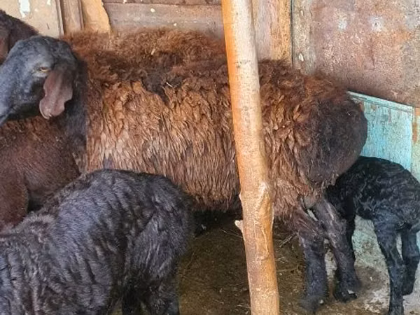 Vædder, Får — Usbekistan