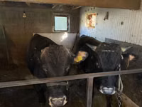 Bull, Cattle — photo 5