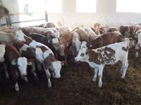 Tyre, Simmental cattle — foto 4