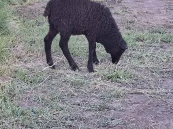 Ram, Racka sheep — Hungary