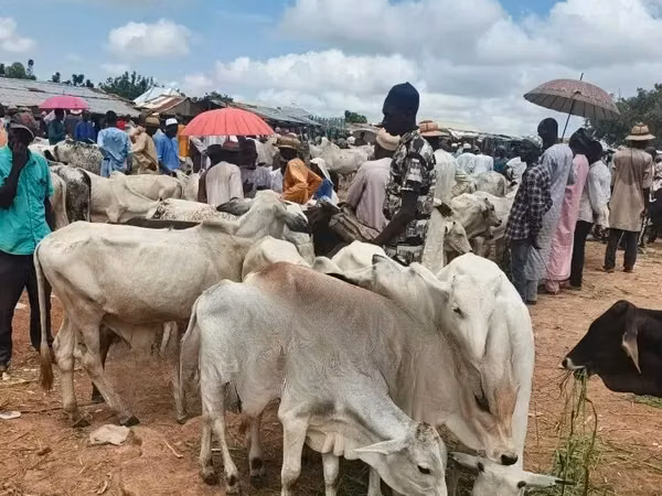 Ko, Kvæg — Ghana