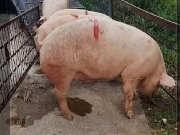 Pigs (batch, sex not specified),  — Kyrgyzstan