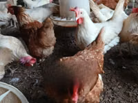 Chickens — sawirka 4