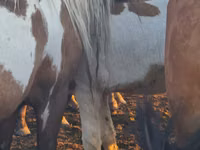 اسب (گروه، جنسیت مشخص نشده), Horse breed — عکس 5