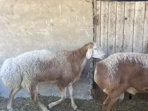 Ovan, Arashan sheep — Киргистан