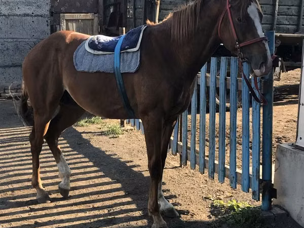 Horse (M), Horses — Kazakhstan