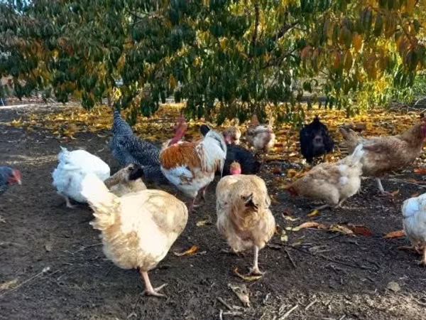 Danimarka tavuğu