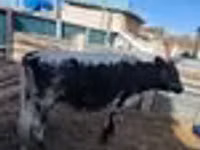 Cow, Latvian Blue cattle — photo 7