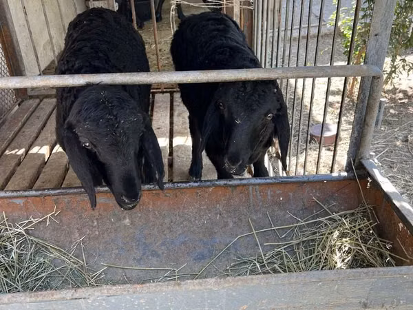 Sheep (batch, sex not specified), Arashan sheep — Uzbekistan