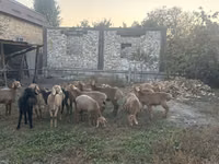 Ovca, Arashan sheep — fotografija 4