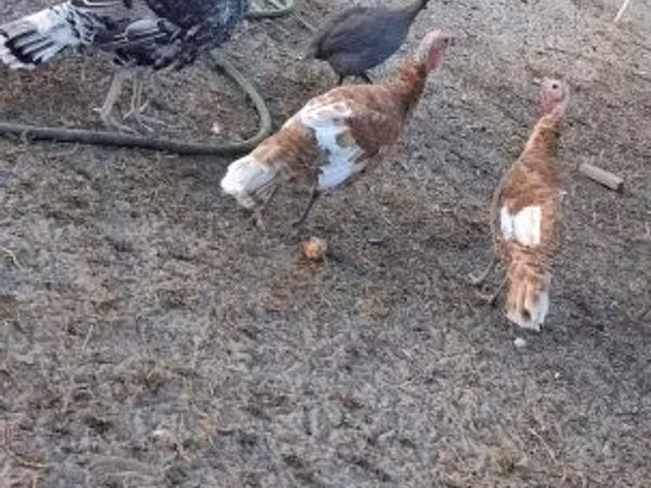 Turkeys — Hungary