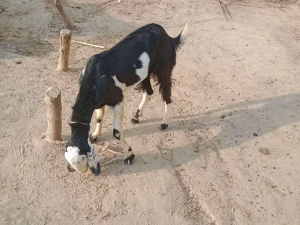 Goats (batch, sex not specified), Goats — Pakistan