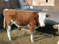 Byk, Simmental cattle — zdjęcie 5