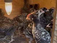 Chickens — photo 3