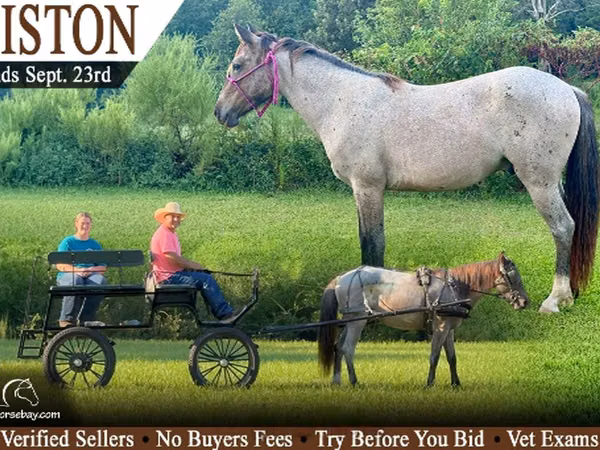 Horse (M), Australian Pony — United States